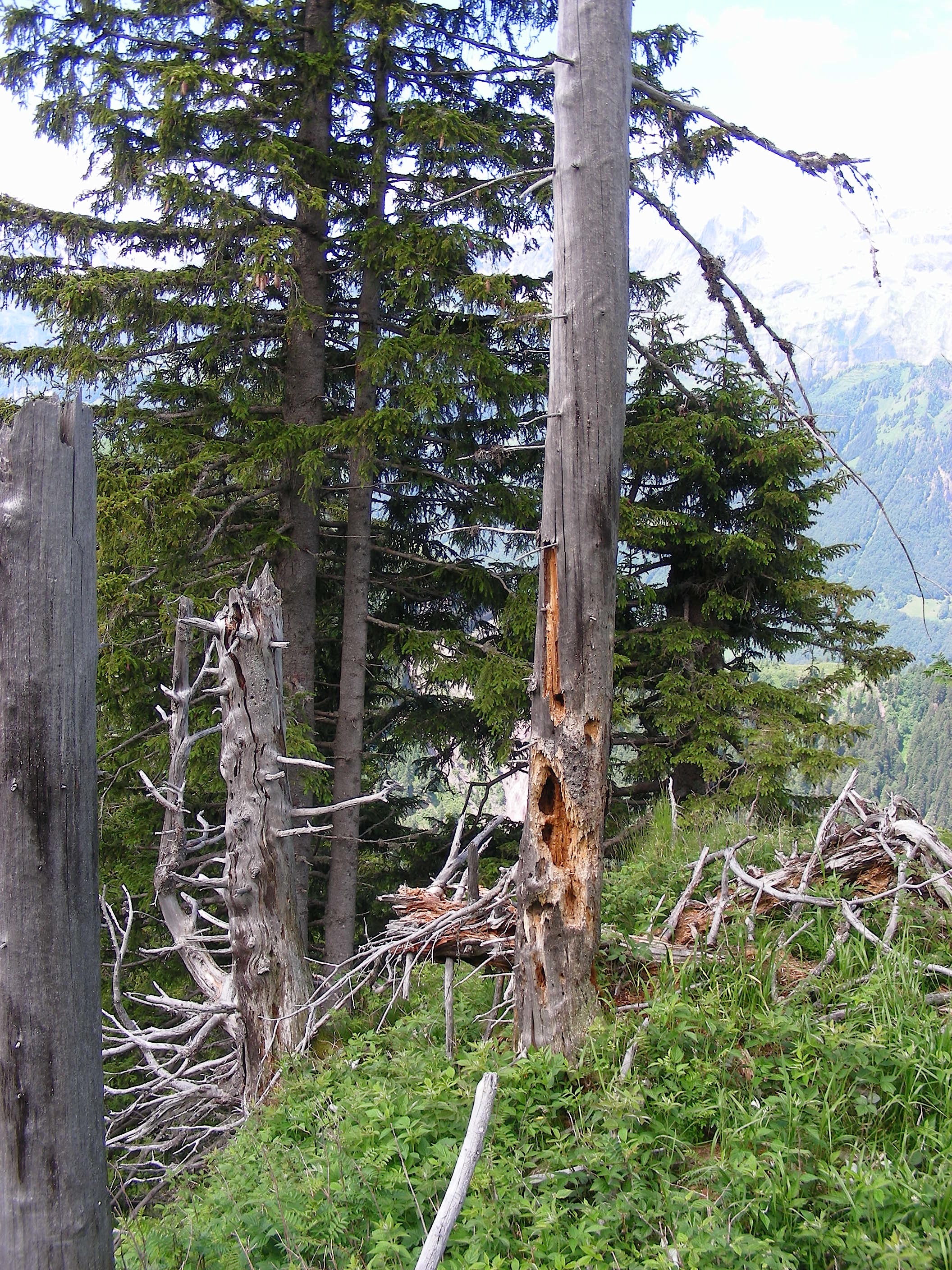 Ungenutztes Waldstück mit Totholz