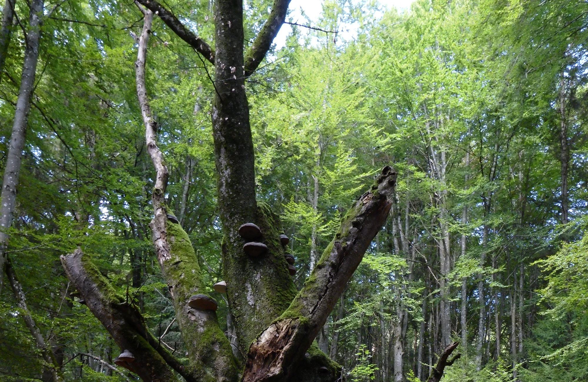 Habitatbaum mit Baummikrohabitaten