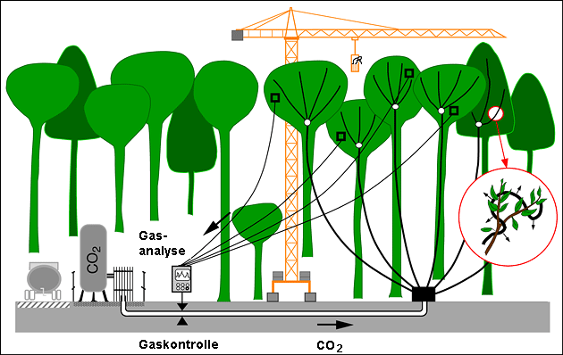 Schema des CO2-Anreicherungsxperimentes 