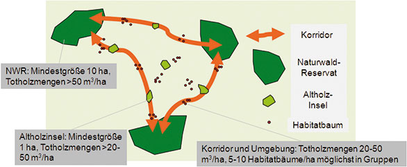 Netzwerk von Waldrefugien, Altholzinseln und Korridoren