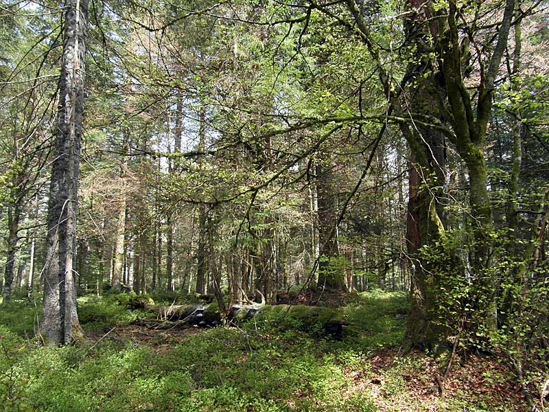 Bereich geringerer forstlicher Nutzung mit liegendem Totholz, von mehrjährigen Porlingen und Moos besiedelt