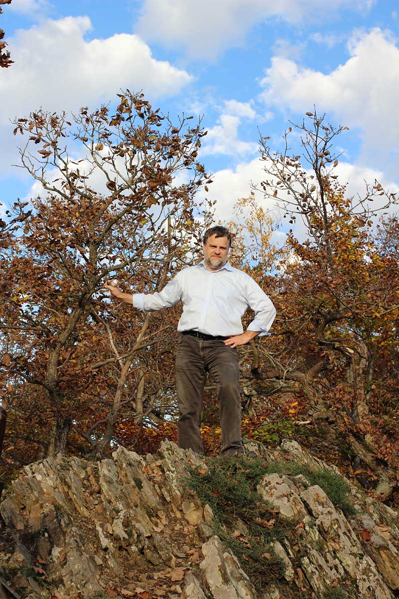 Lichter Habichtskraut-Traubeneichenwald auf anstehendem Quarzitfels. Aufgrund der edaphischen Trockenheit bleibt der Wald immer niedrig und lückig. (Foto: L. Michiels)