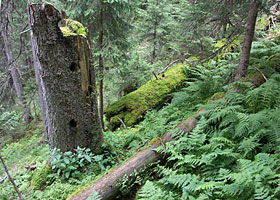 Gebirgswald mit hohem Totholzanteil