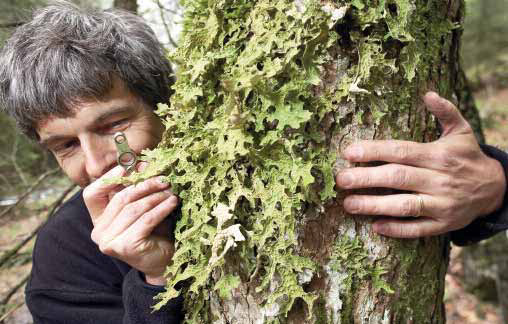 Lungenflechte (Lobaria pulmonaria)