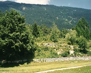 Fein strukturierter Waldrand im Aufbau