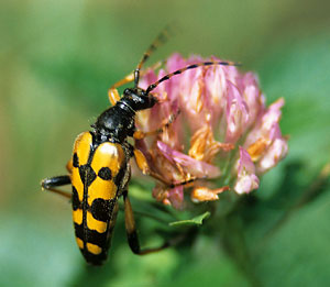 Strangalia maculata (Gefleckter Schmalbock)