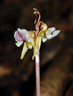 Biodiversitaet Nachhaltigkeit Blattloser Widerpart