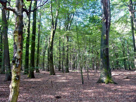 Buchenwald in der Naturwaldzelle Rehsol