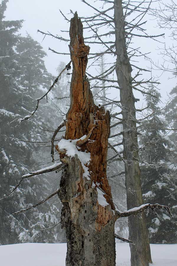 Totholz ist eine wichtige Lebensgrundlage für viele Waldorganismen.