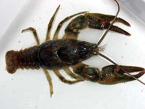 fva_wasserhandbuch_fortbildungen_krebs