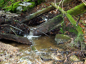 Totholz im Bach