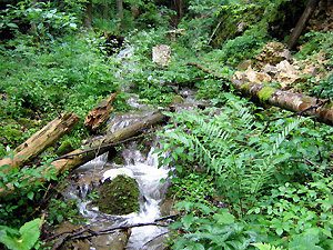 Die Lucelle, ein kleiner Mittelgebirgsbach im Kanton Jura (Schweiz)