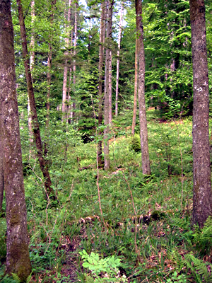 Erlenwald im unteren Abhang (Schirmeck – Elsass)