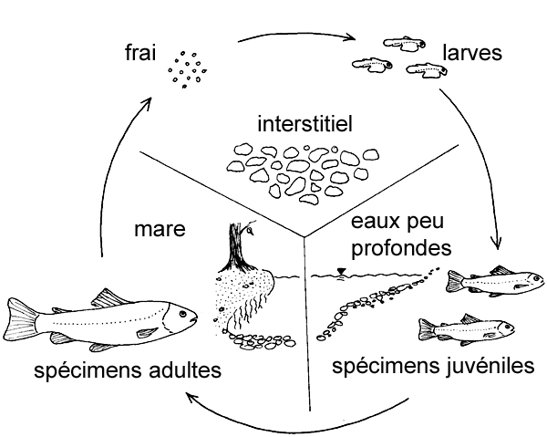 Cycle biologique de la truite fario