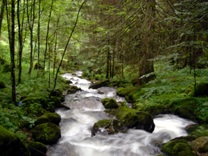 Aiternbach/ Südschwarzwald