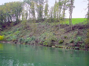 Uferbestockung am Hochrhein bei Reckingen