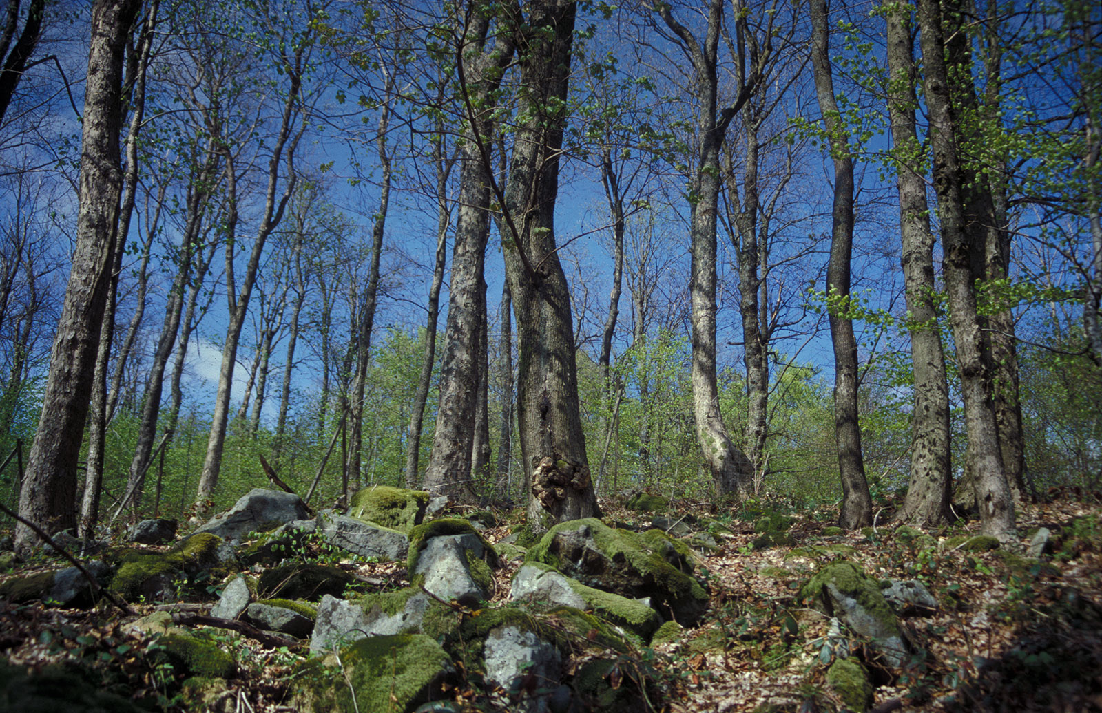 Naturwaldreservate und naturnahe Forstwirtschaft