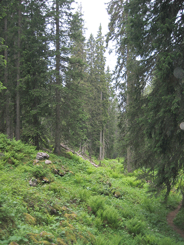 Bödmerenwald
