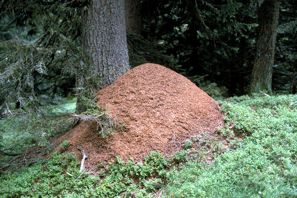 Prima indagine su scala svizzera dedicata alle formiche forestali