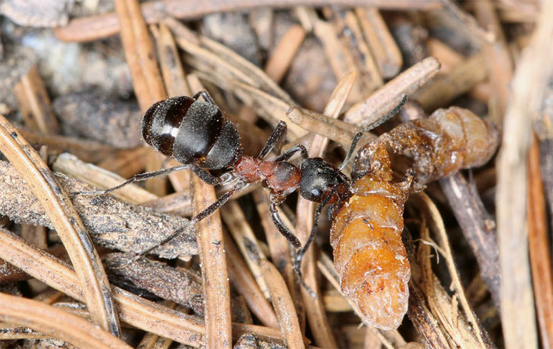 Waldameisen füttern ihre Brut mit Insekten