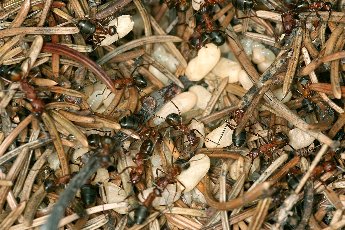  Nest mit Arbeiterinnen, Larven und Puppen