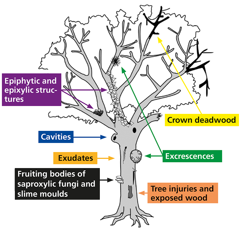 Tree-related microhabitats