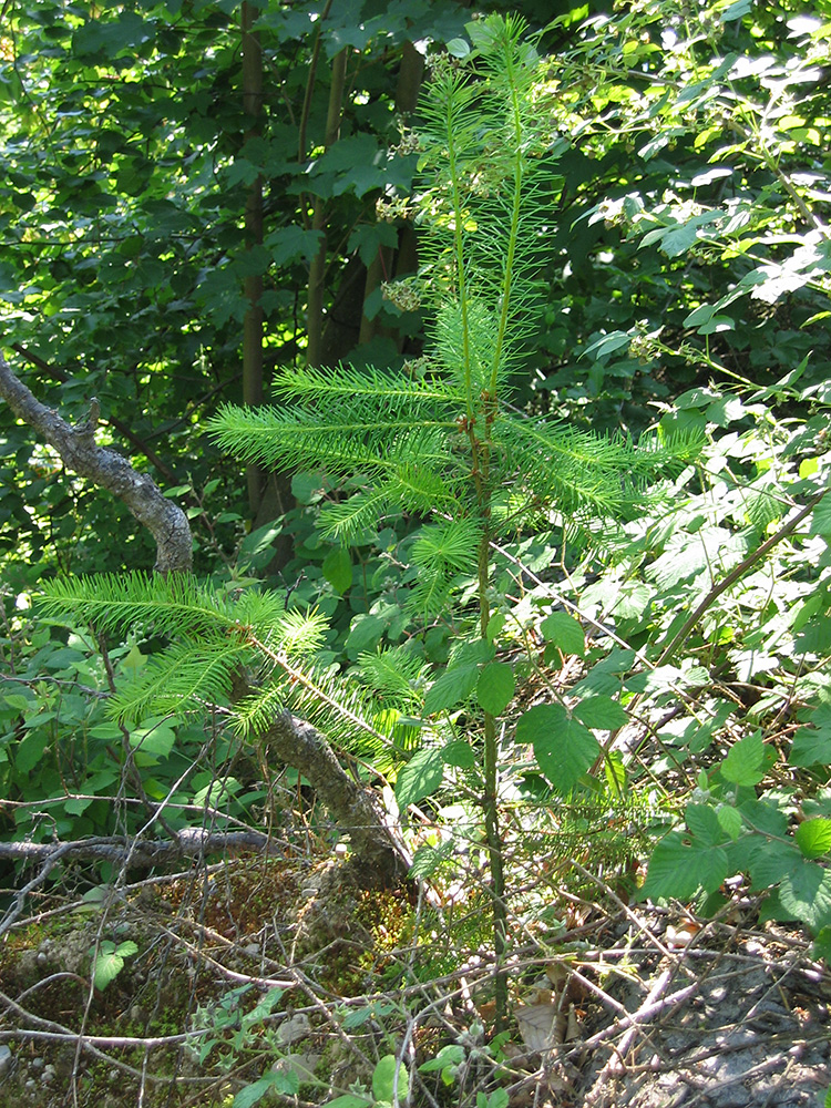 Natural regeneration of Dougals fir