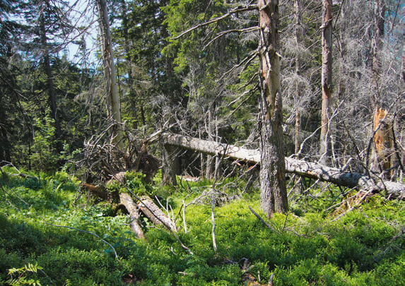 Alt- und Totholzinsel