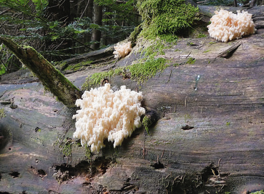 Hericium coralloides