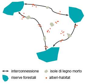 Isole di legno morto e alberi-habitat migliorano la interconnessione funzionale tra le riserve forestali naturali.