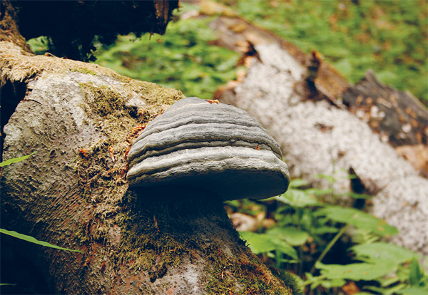 Zunderschwamm (Fomes fomentarius)