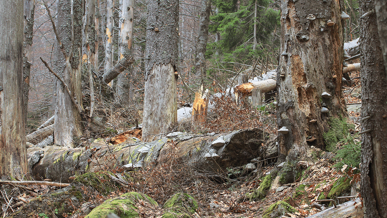 Il legno morto è costituito da alberi morti o da parte di essi, di svariate dimensioni e qualità