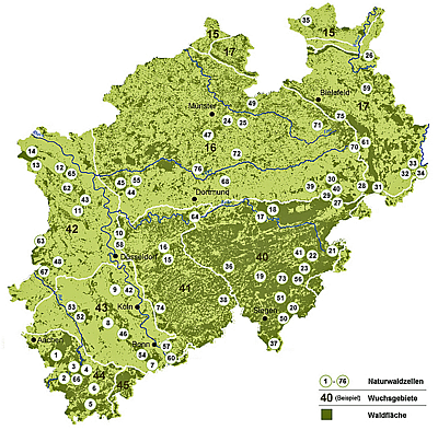 Naturwaldzellen in NRW