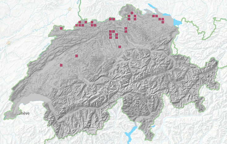 Verbreitung der Eichenstabflechte in der Schweiz