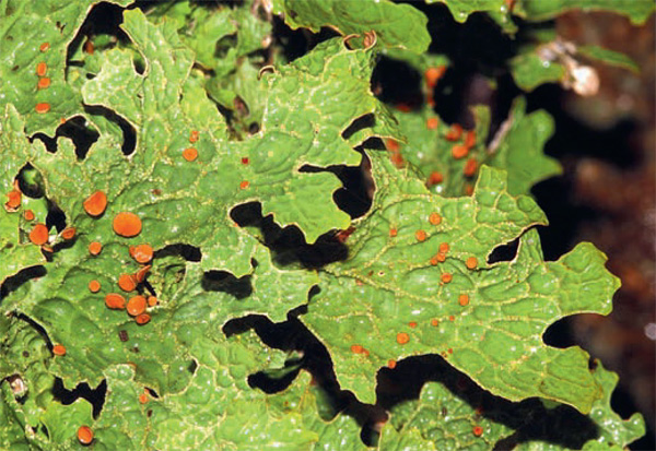 Echte Lungenflechte (Lobaria pulmonaria)