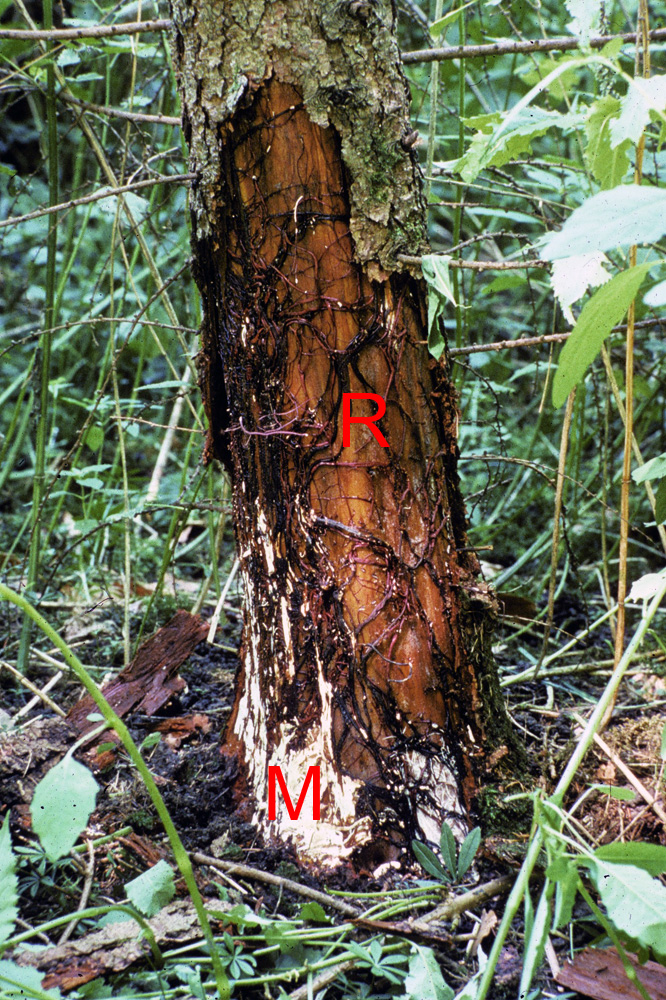 Myzelmatten (M) und Rhizomorphenstränge (R)