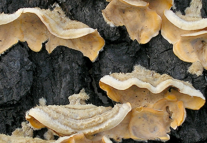 hairy curtain crust fungus (Stereum hirsutum)