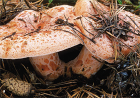 Edelreizker (Lactarius deliciosus)