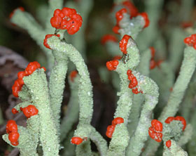 Cladonia macilenta