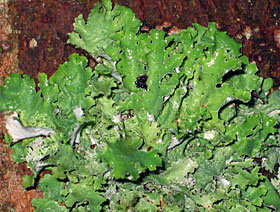 Lobaria pulmonaria