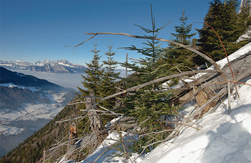 Groupes de jeunes arbres au milieu des troncs renversés par la tempête