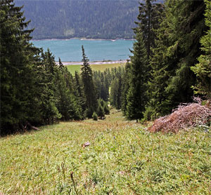 Lawinenschneise oberhalb Sufers