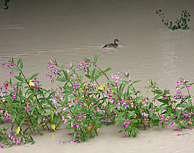 Isarhochwasser - neue Schwimmflächen für Enten