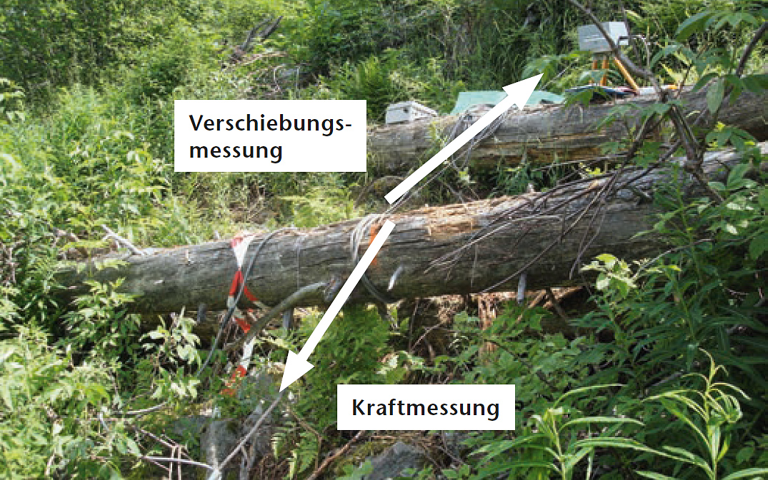 Zugversuche in der Windwurffläche Uaul Cavorgia bei Disentis