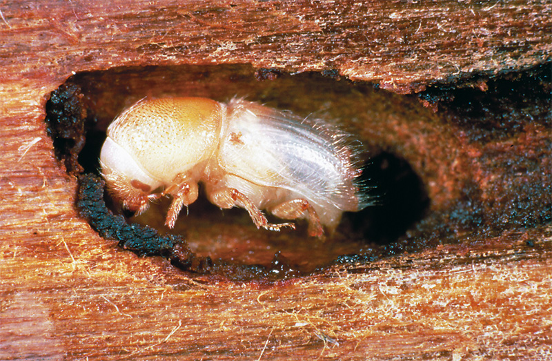 large spruce bark beetle after its pupation