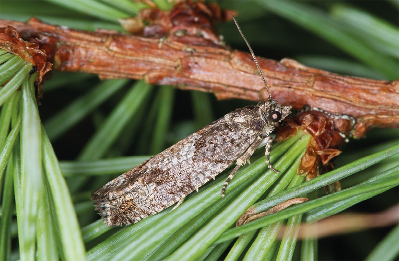 The grey larch budmoth