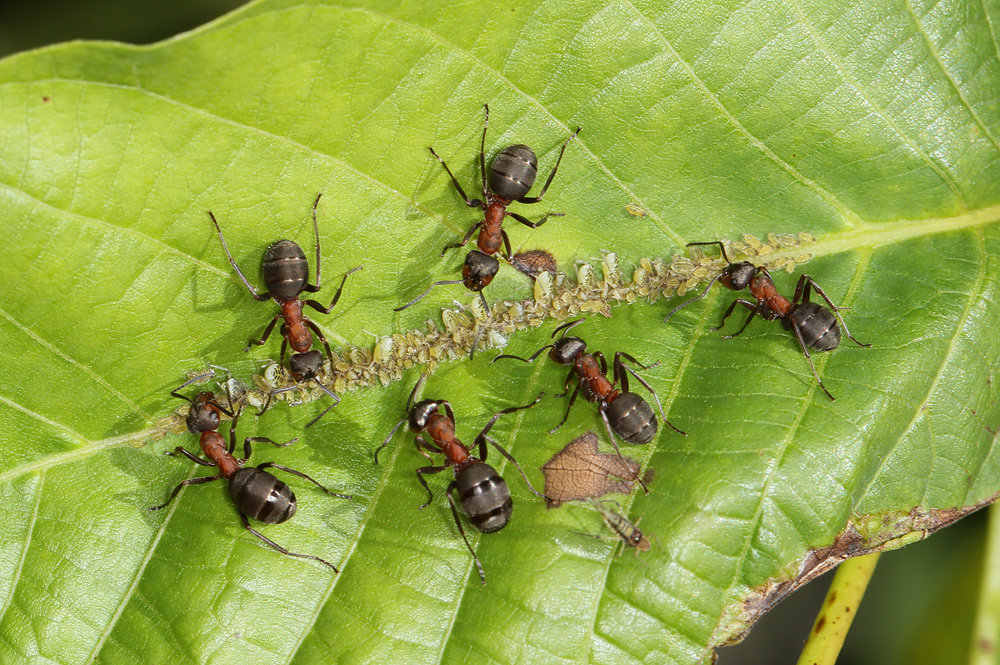 formica rufa nei boschi