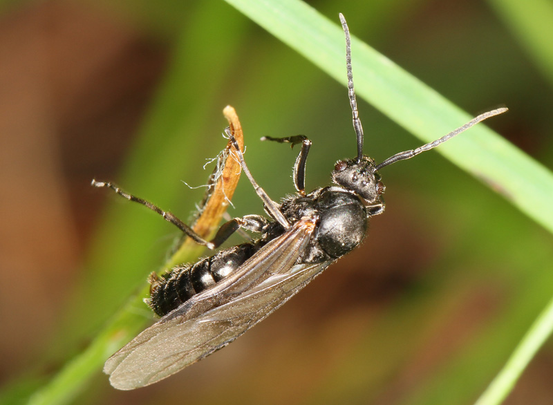 maschio della formica dei boschi 