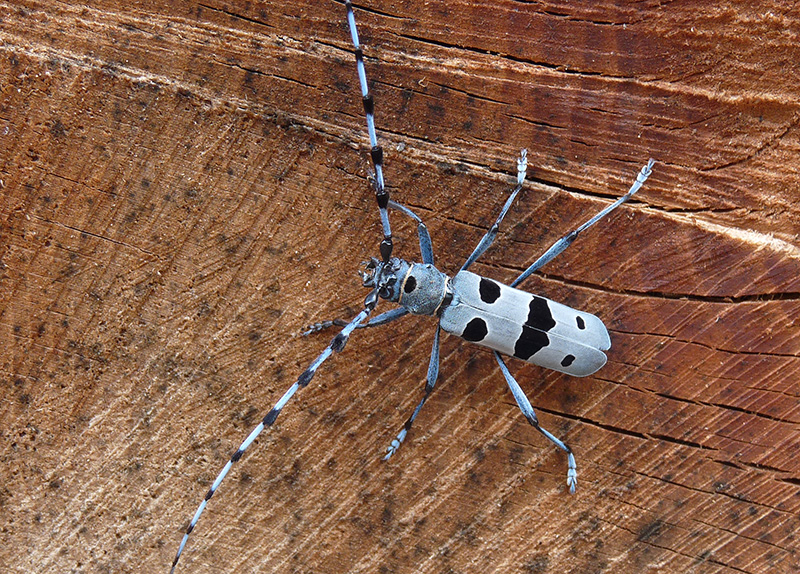 alpine longhorn beetle