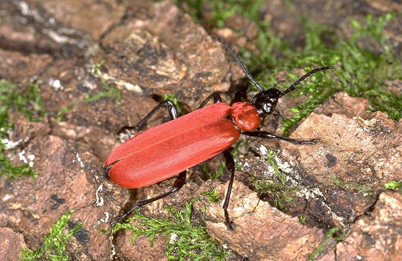 bright red cardinal beetle